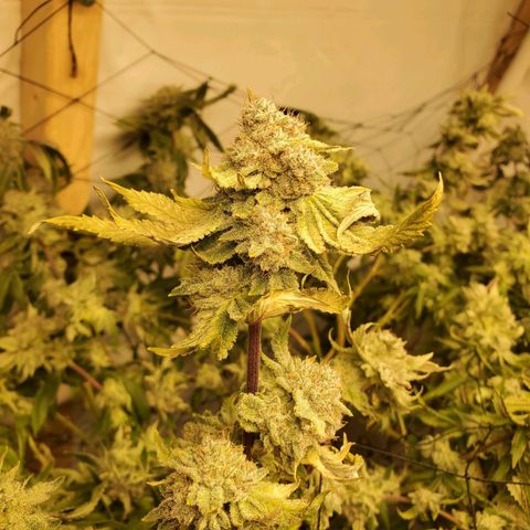 Glookies growlog timeline photo