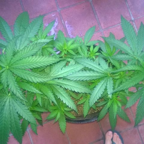 The Saruman growlog timeline photo