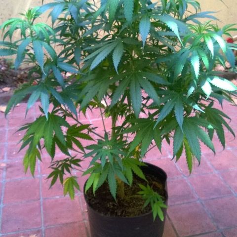 The Saruman growlog timeline photo