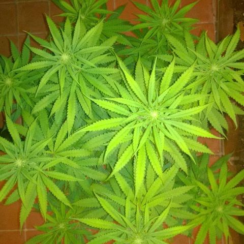 The Saruman growlog timeline photo