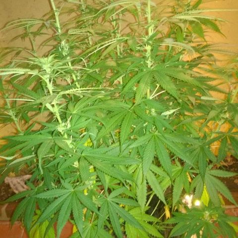 The Saruman growlog timeline photo