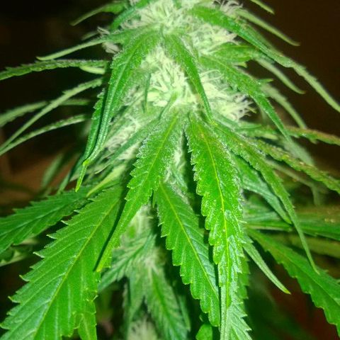 The Saruman growlog timeline photo