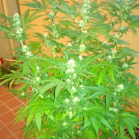 The Saruman growlog timeline photo
