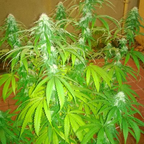 The Saruman growlog timeline photo