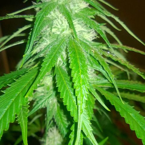 The Saruman growlog timeline photo