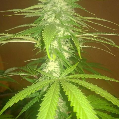 The Saruman growlog timeline photo