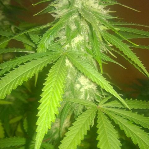 The Saruman growlog timeline photo