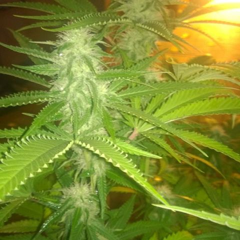 The Saruman growlog timeline photo