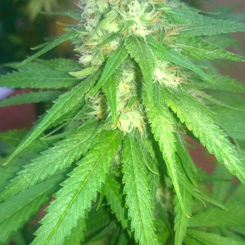 The Saruman growlog timeline photo