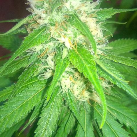 The Saruman growlog timeline photo