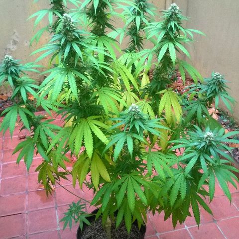 The Saruman growlog timeline photo