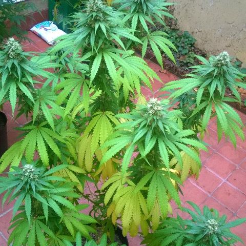 The Saruman growlog timeline photo