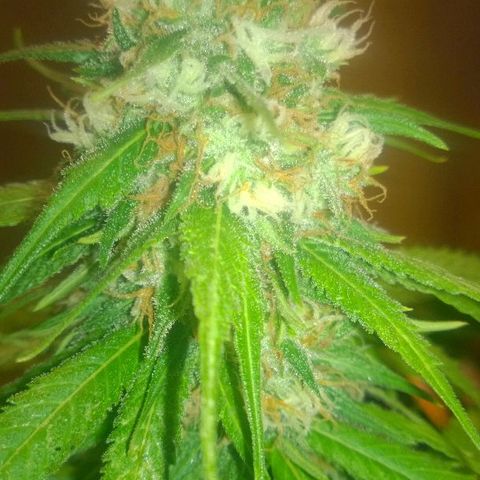The Saruman growlog timeline photo