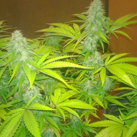 The Saruman growlog timeline photo