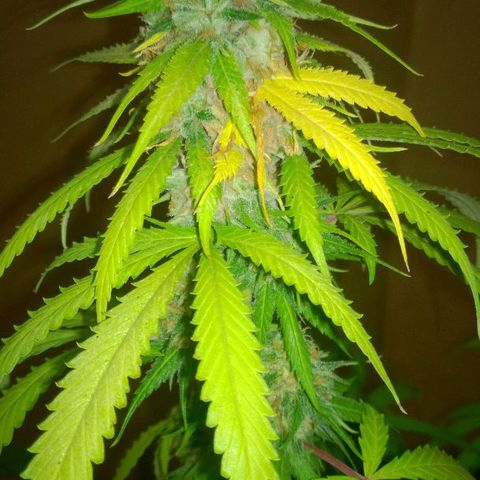 The Saruman growlog timeline photo