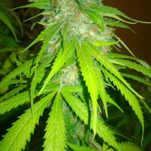 The Saruman growlog timeline photo
