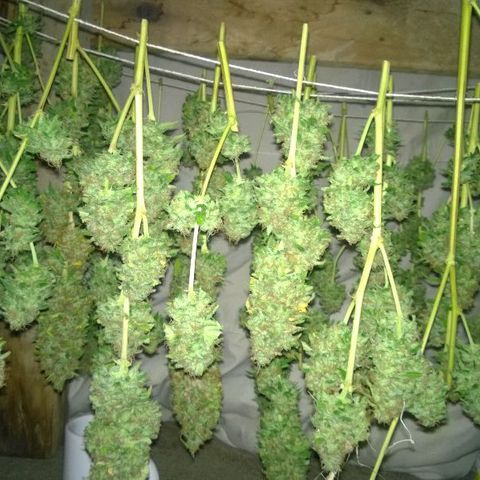 The Saruman growlog timeline photo