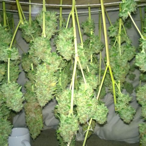 The Saruman growlog timeline photo