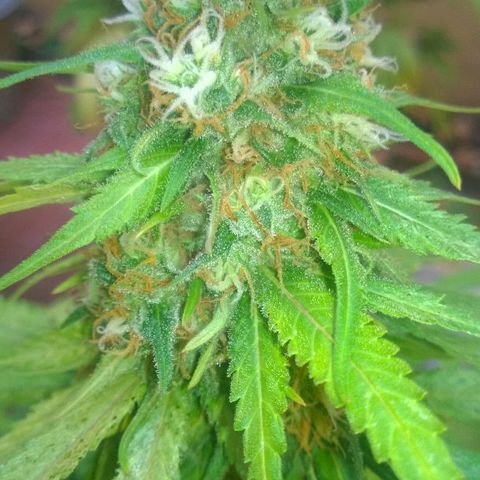 The Saruman growlog timeline photo