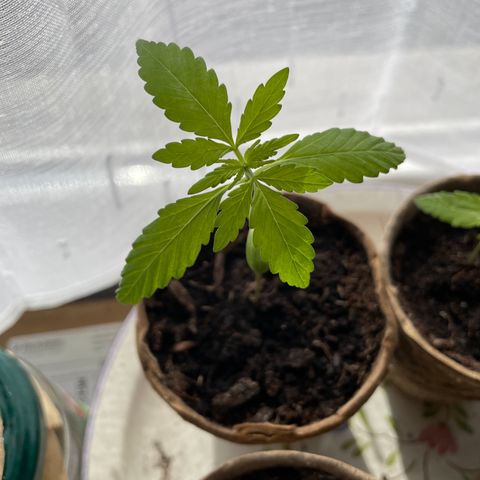 OG kush auto  growlog timeline photo