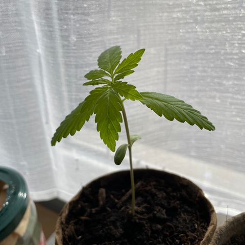 OG kush auto  growlog timeline photo