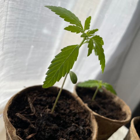 OG kush auto  growlog timeline photo