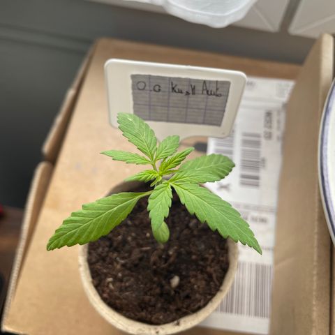 OG kush auto  growlog photo: Elle se remet assez bien du petit sur-arrosage 