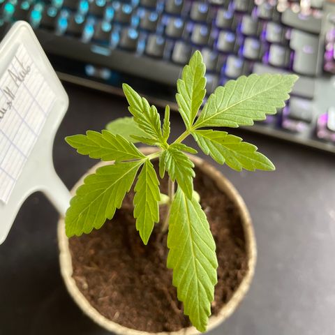 OG kush auto  growlog timeline photo