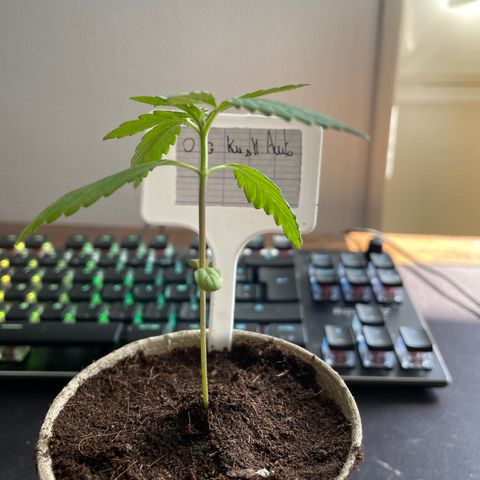 OG kush auto  growlog timeline photo