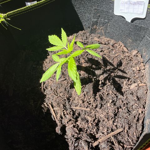 OG kush auto  growlog photo: Mise en pot 