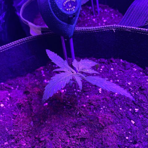 White Widow Automatic growlog timeline photo