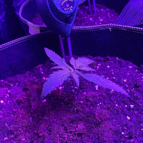 White Widow Automatic growlog timeline photo