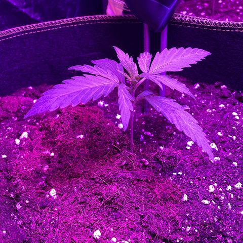 White Widow Automatic growlog timeline photo