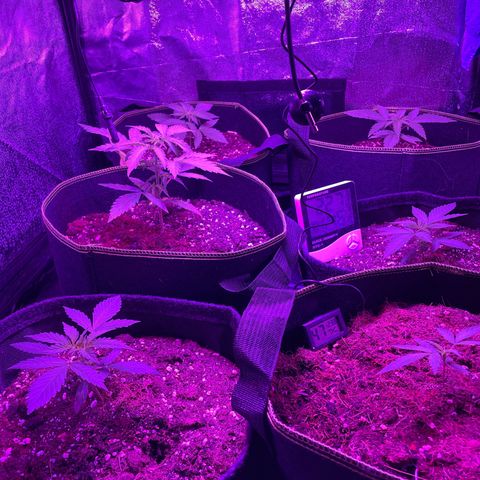 White Widow Automatic growlog timeline photo