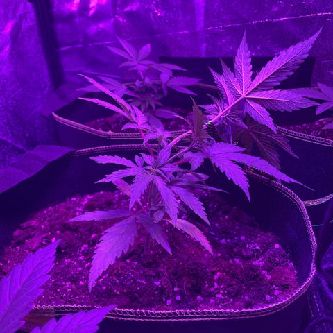 White Widow Automatic growlog photo: Lst