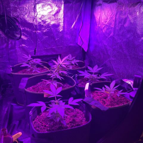 White Widow Automatic growlog timeline photo