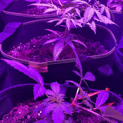 White Widow Automatic growlog photo: Training