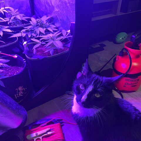 White Widow Automatic growlog timeline photo