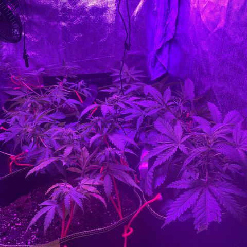 White Widow Automatic growlog timeline photo