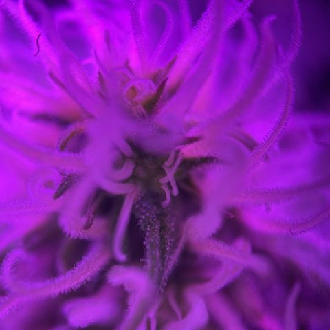 White Widow Automatic growlog timeline photo