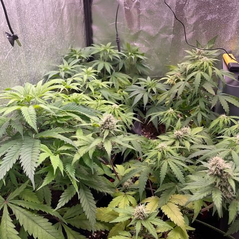 White Widow Automatic growlog timeline photo