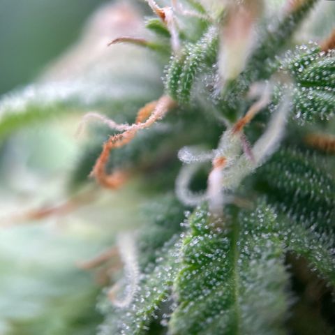 White Widow Automatic growlog timeline photo
