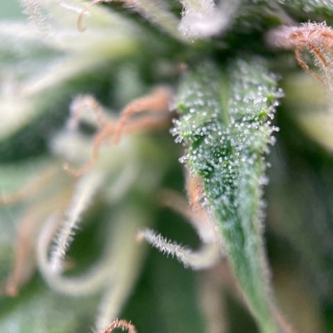 White Widow Automatic growlog timeline photo