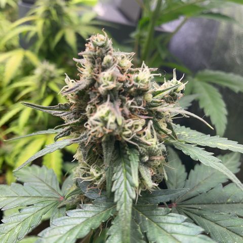 White Widow Automatic growlog timeline photo