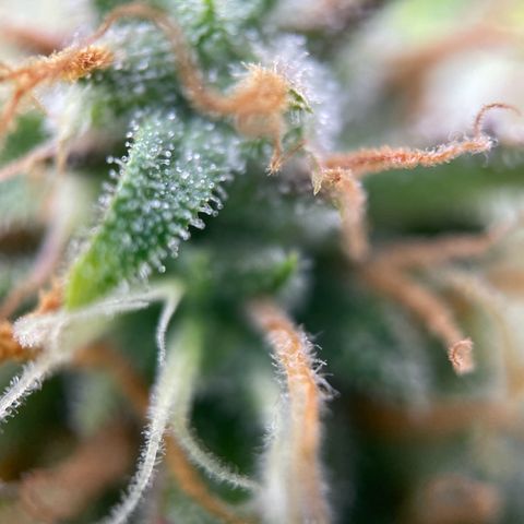 White Widow Automatic growlog timeline photo