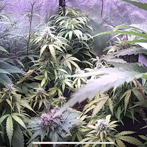 White Widow Automatic growlog timeline photo