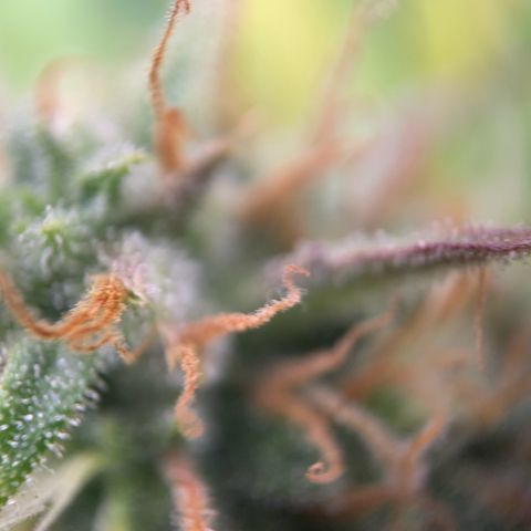 White Widow Automatic growlog timeline photo