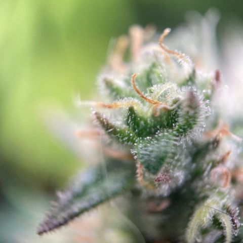 White Widow Automatic growlog timeline photo