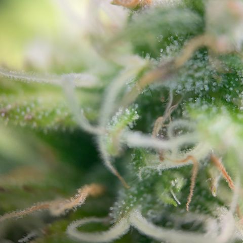 White Widow Automatic growlog timeline photo