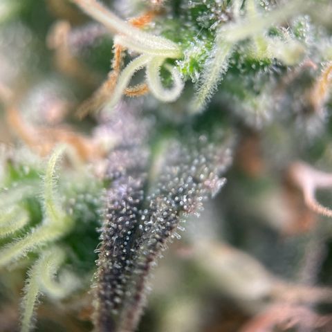 White Widow Automatic growlog timeline photo